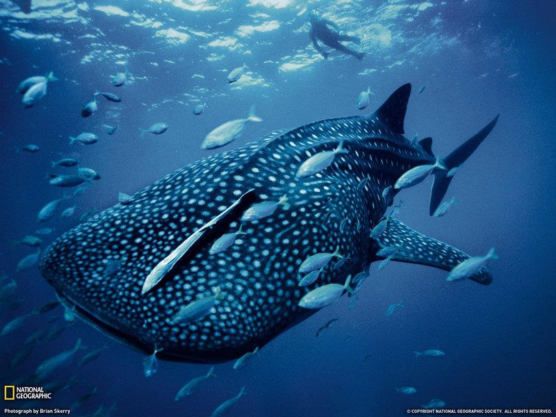 Whale Shark