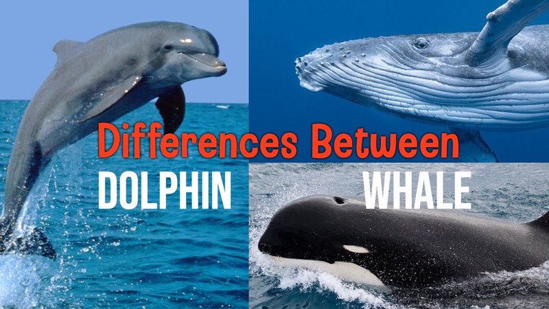 Whale Vs. [Similar Species] - Key Differences