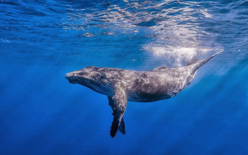 Whale