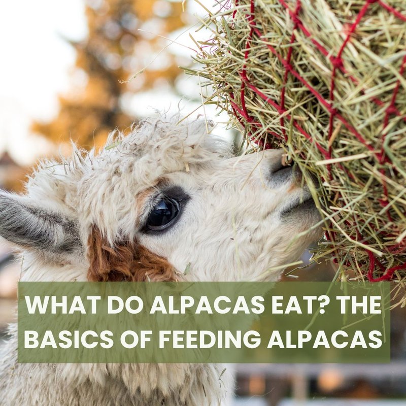 What Do Alpacas Eat? Feeding Requirements And Diet Plan