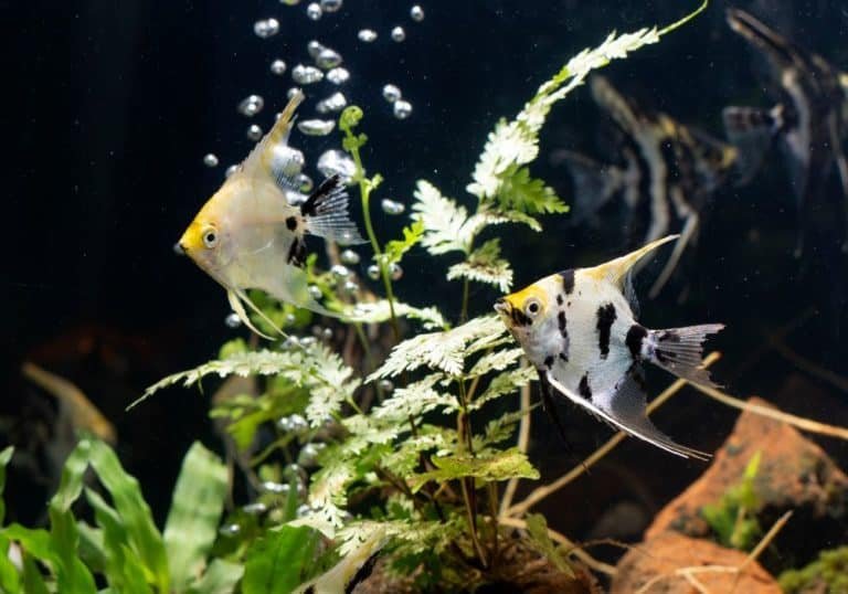 What Do Angelfish Eat? Feeding Schedule And Nutrition Tips