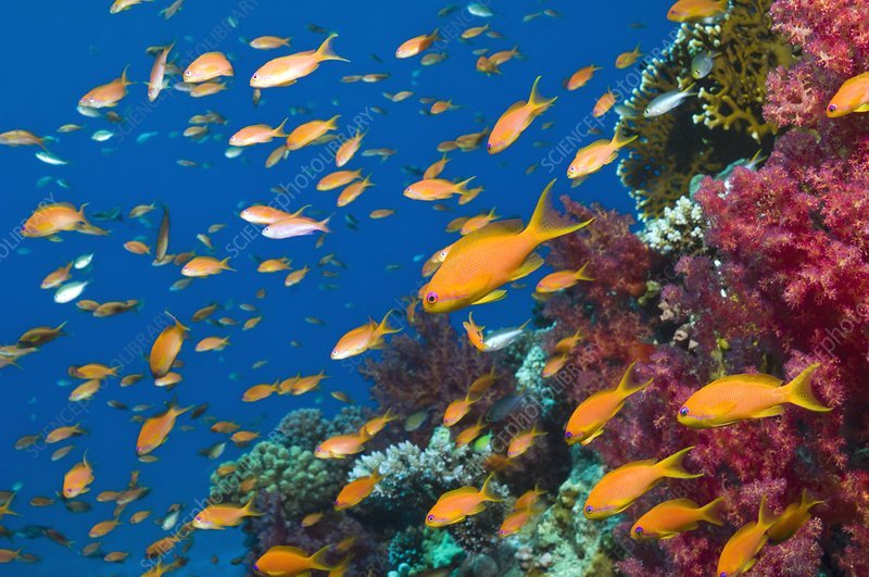 What Do Anthias Eat? Feeding Guidelines And Tips