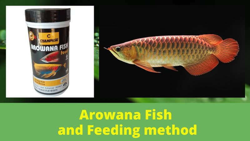 What Do Arowana Eat? Feeding Schedule And Nutrition Tips