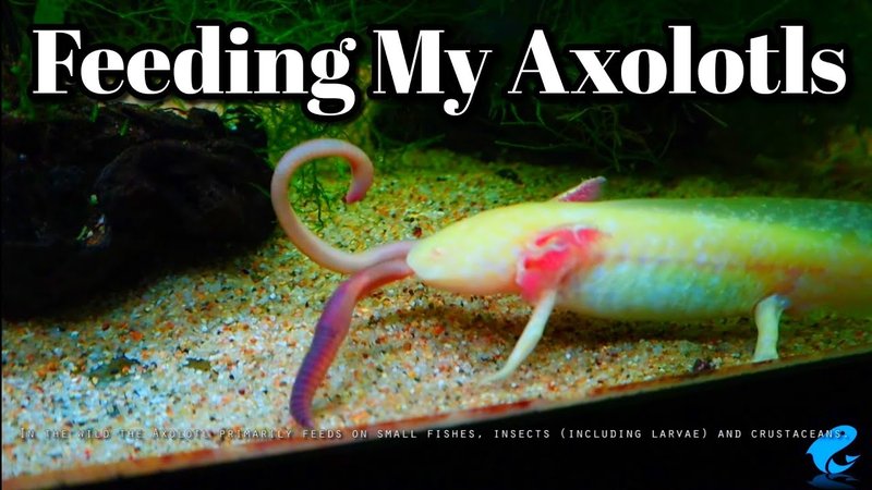What Do Axolotls Eat? Feeding Guide For Health And Growth