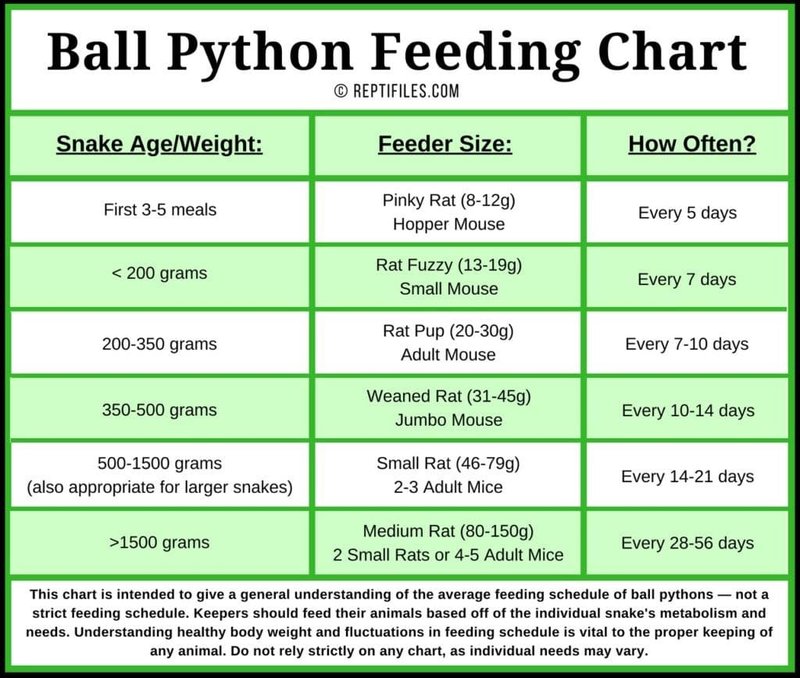 What Do Ball Pythons Eat? Feeding Tips And Schedules