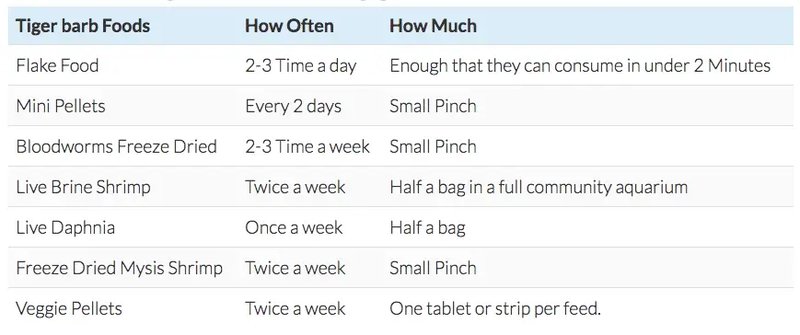 What Do Barbs Eat? Feeding Schedule And Nutrition Tips