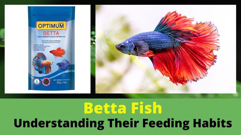 What Do Betta Fish Eat? Feeding Schedule And Nutrition Tips