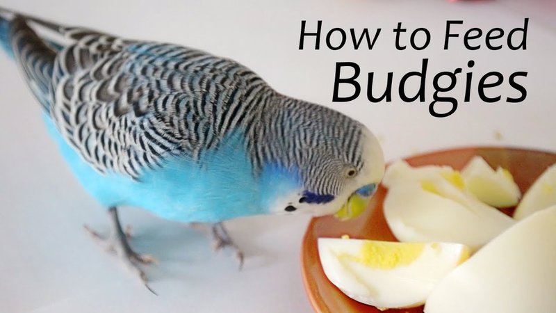 What Do Budgies Eat? Best Diet And Feeding Schedule