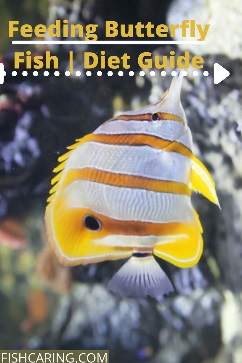 What Do Butterflyfish Eat? Feeding Guidelines And Tips