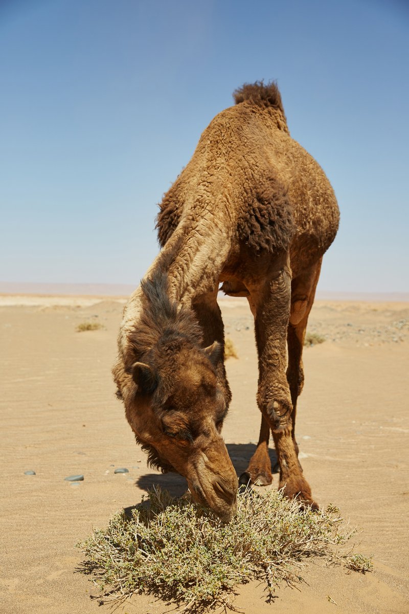 What Do Camels Eat? Feeding Requirements And Best Diet
