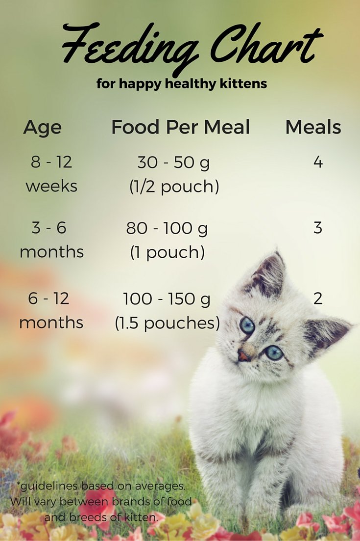 What Do Cats Eat? Wet Vs Dry Food And Feeding Schedule