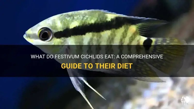 What Do Cichlid Eat? Feeding Schedule And Nutrition Tips