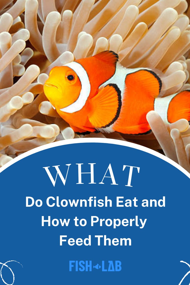 What Do Clownfish Eat? Feeding Guidelines And Tips