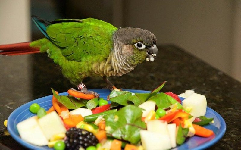 What Do Conures Eat? Feeding Guide And Nutritional Tips