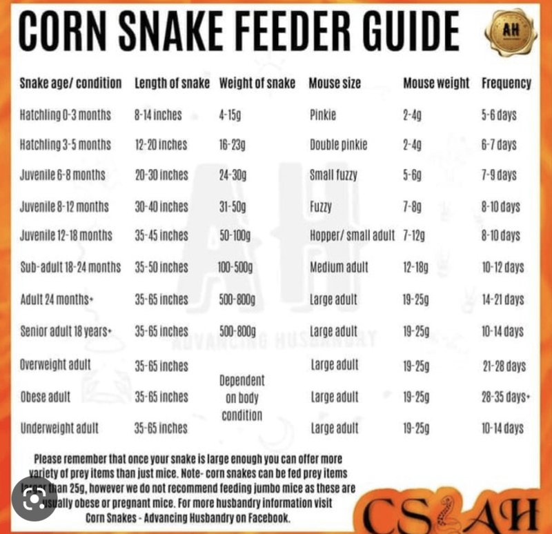 What Do Corn Snakes Eat? Feeding Chart And Schedule