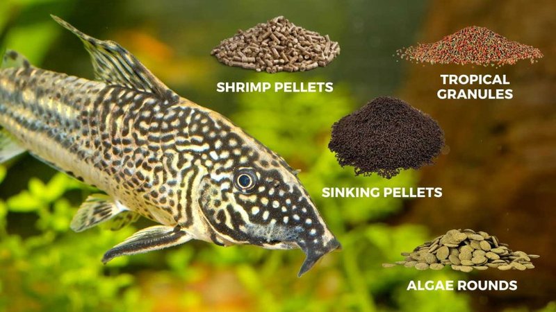 What Do Corydoras Catfish Eat? Feeding Schedule And Nutrition Tips
