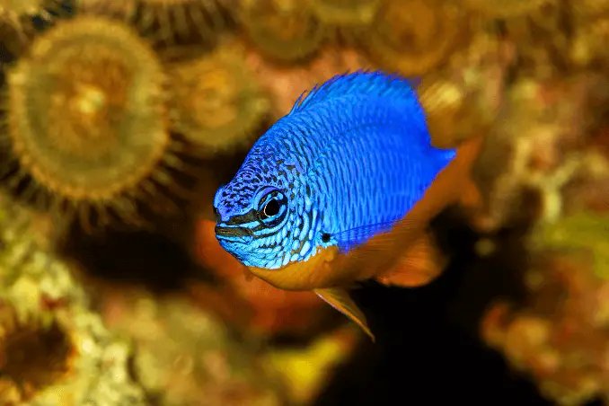 What Do Damsel Fish Eat? Feeding Guidelines And Tips