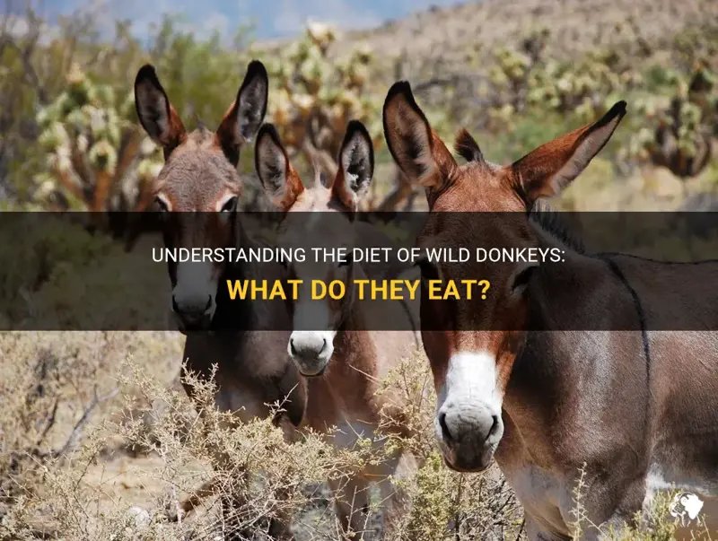 What Do Donkeys Eat? Feeding Requirements And Diet Plans