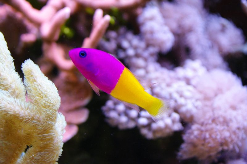 What Do Dottyback Eat? Feeding Guidelines And Tips