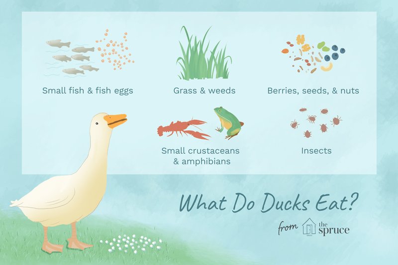 What Do Ducks Eat? Feeding Schedule And Nutritional Needs
