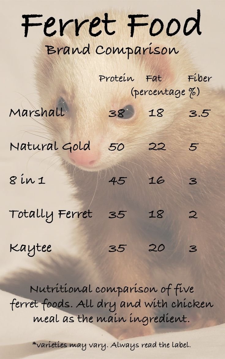 What Do Ferrets Eat? Safe Foods And Feeding Schedule