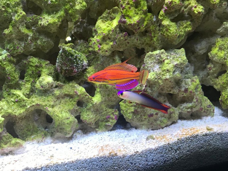 What Do Firefish Eat? Feeding Guidelines And Tips