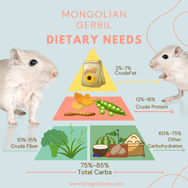 What Do Gerbils Eat? Feeding Schedule And Nutrition