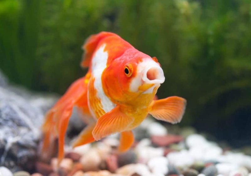 What Do Goldfish Eat? Feeding Schedule And Nutrition Tips
