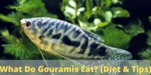 What Do Gourami Eat? Feeding Schedule And Nutrition Tips