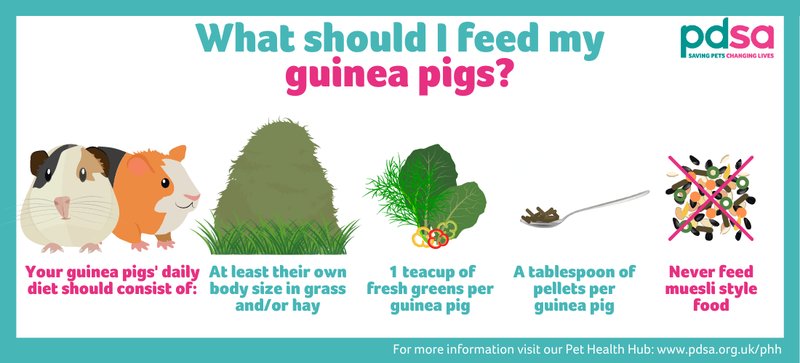 What Do Guinea Pigs Eat? Best Diet And Feeding Schedule