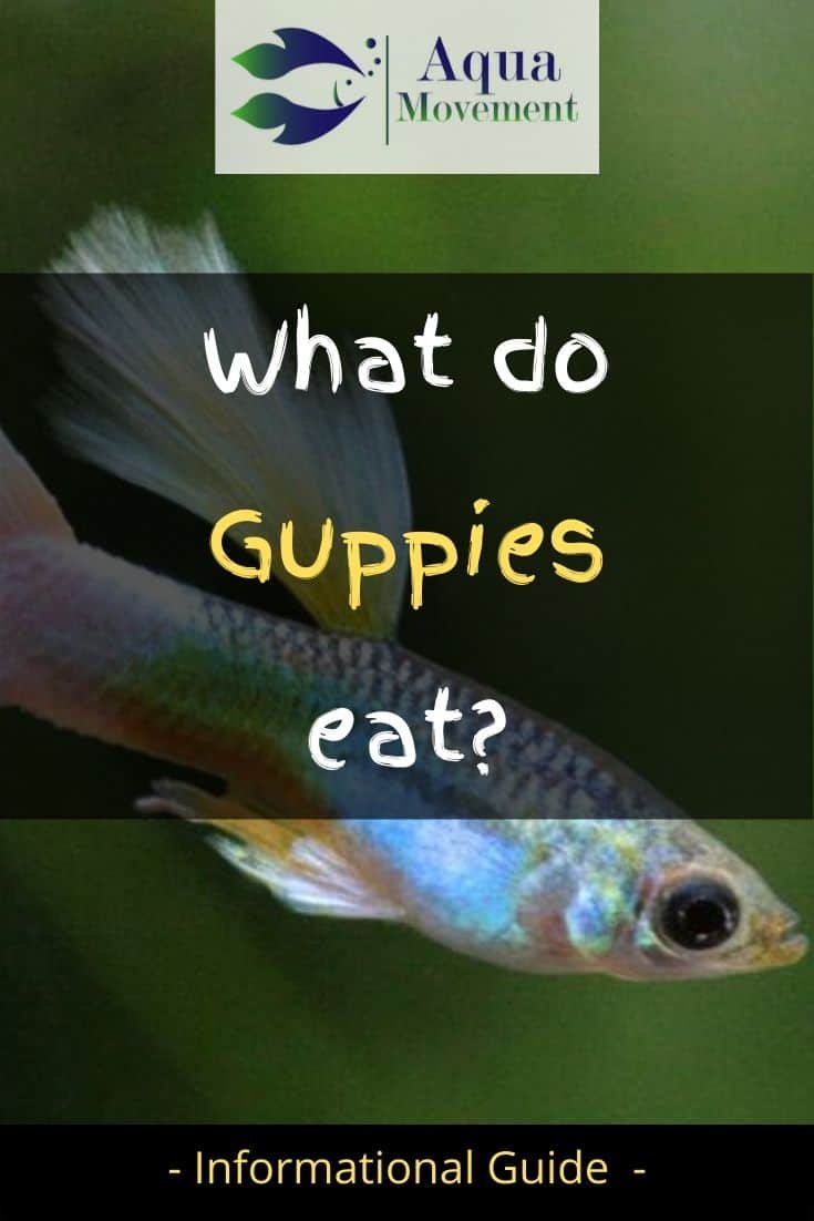 What Do Guppy Eat? Feeding Schedule And Nutrition Tips