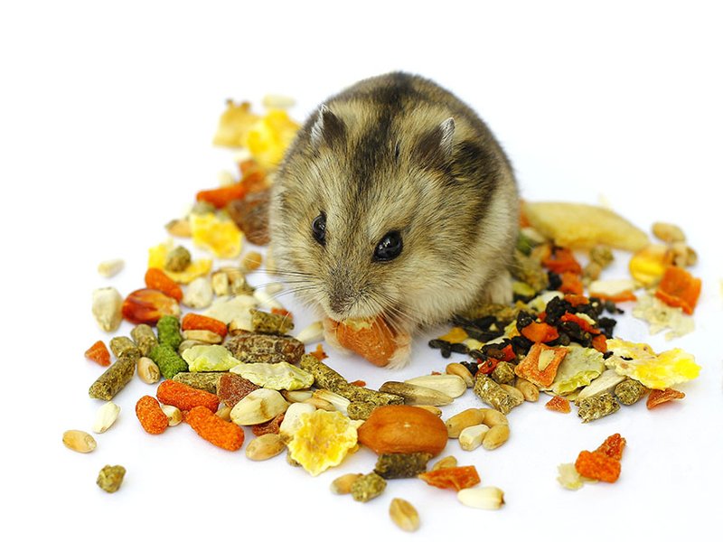 What Do Hamsters Eat? Feeding Schedule And Diet Tips