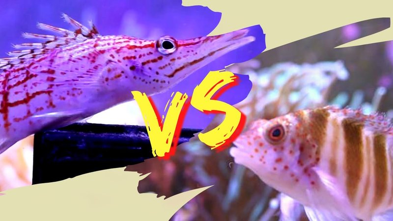 What Do Hawkfish Eat? Feeding Guidelines And Tips