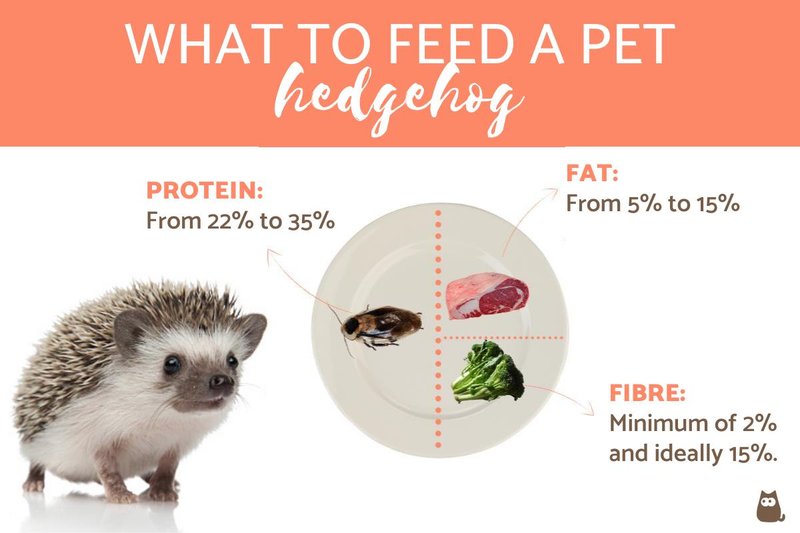 What Do Hedgehogs Eat? Diet Plan And Feeding Schedule