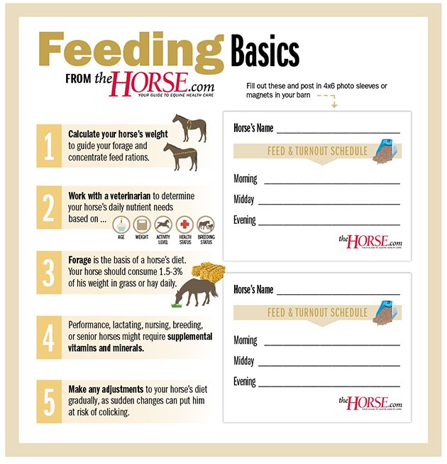 What Do Horses Eat? Feeding Schedules And Nutrition