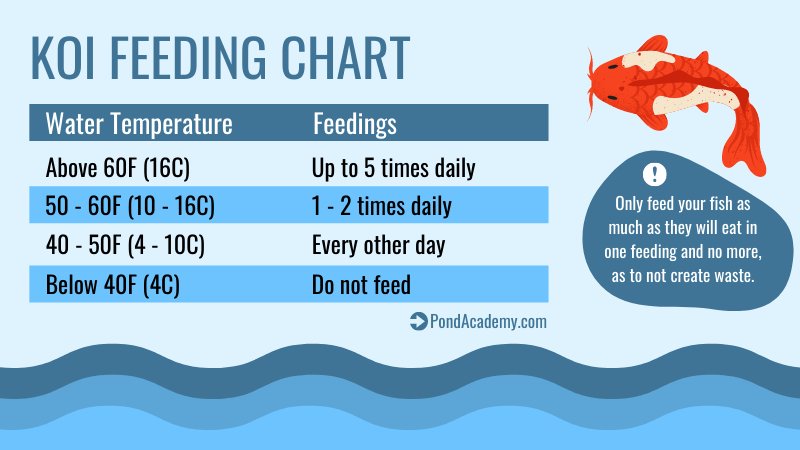 What Do Koi Eat? Feeding Schedule And Nutrition Guide