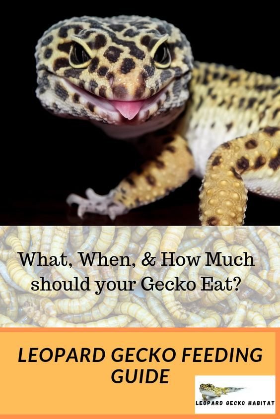 What Do Leopard Geckos Eat? Feeding Schedule And Diet Tips