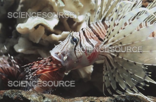 What Do Lionfish Eat? Feeding Guidelines And Tips