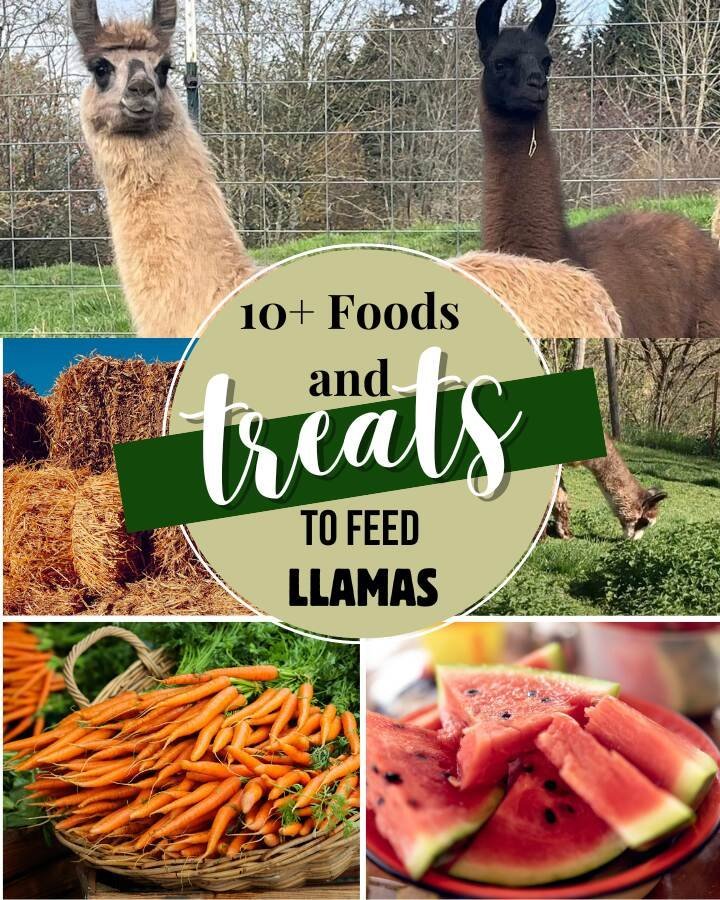 What Do Llamas Eat? Feeding Schedule And Diet Tips