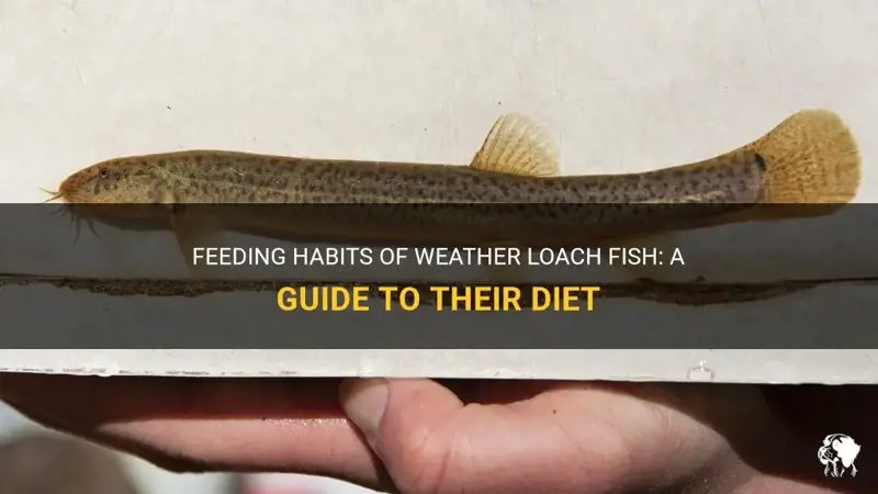 What Do Loach Eat? Feeding Schedule And Nutrition Tips