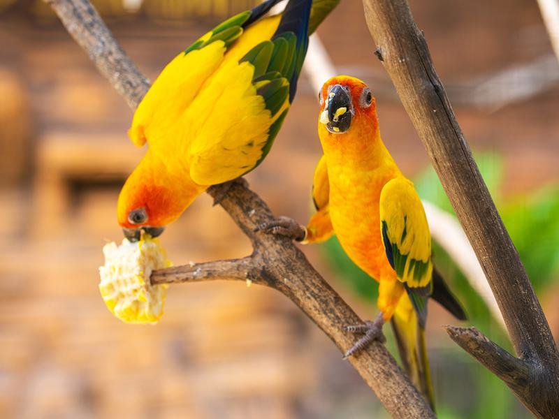 What Do Lovebirds Eat? Feeding Tips And Nutrition