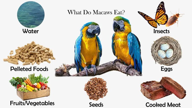 What Do Macaws Eat? Feeding Schedule And Best Diet