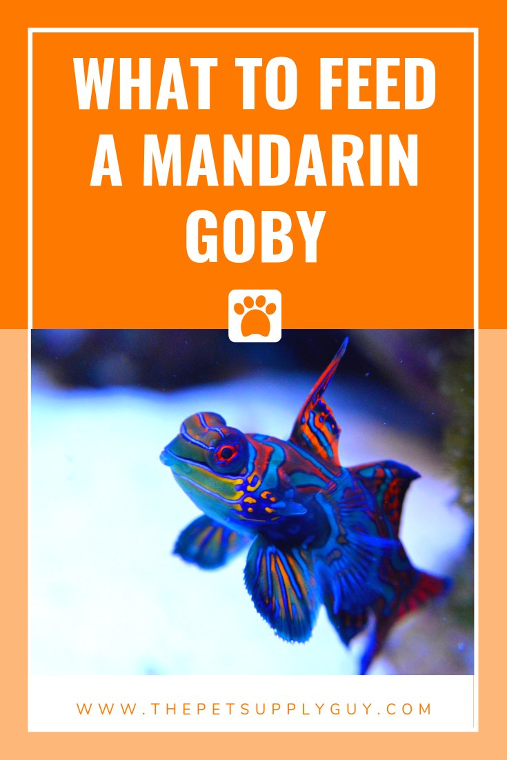 What Do Mandarin Goby Eat? Feeding Guidelines And Tips