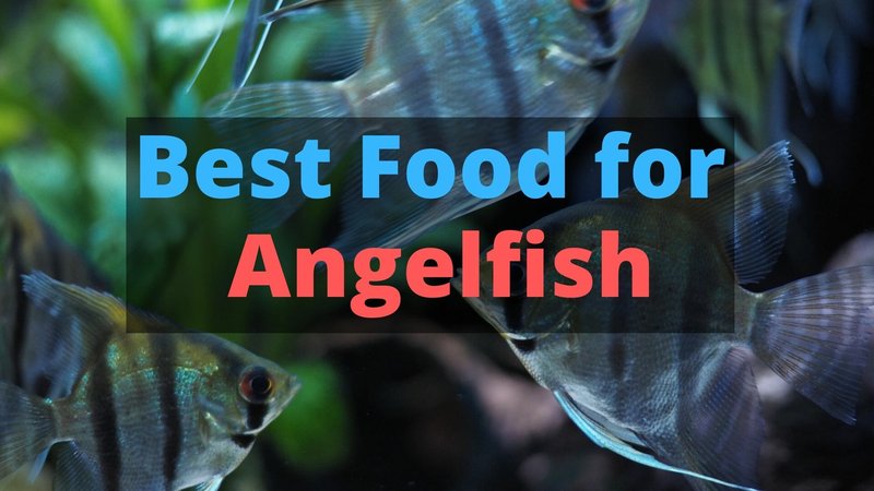 What Do Marine Angelfish Eat? Feeding Guidelines And Tips