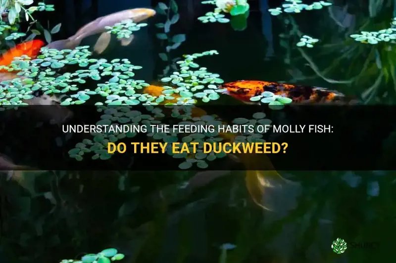 What Do Molly Eat? Feeding Schedule And Nutrition Tips