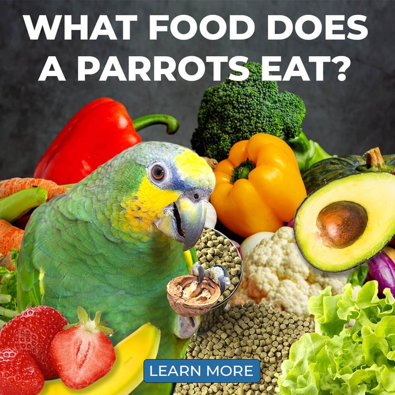 What Do Parrots Eat? Complete Feeding Schedule And Best Foods