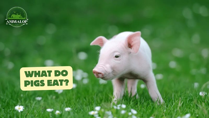 What Do Pigs Eat? Safe And Unsafe Foods Explained