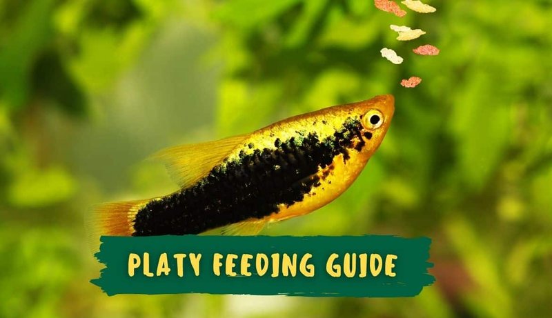 What Do Platy Eat? Feeding Schedule And Nutrition Tips