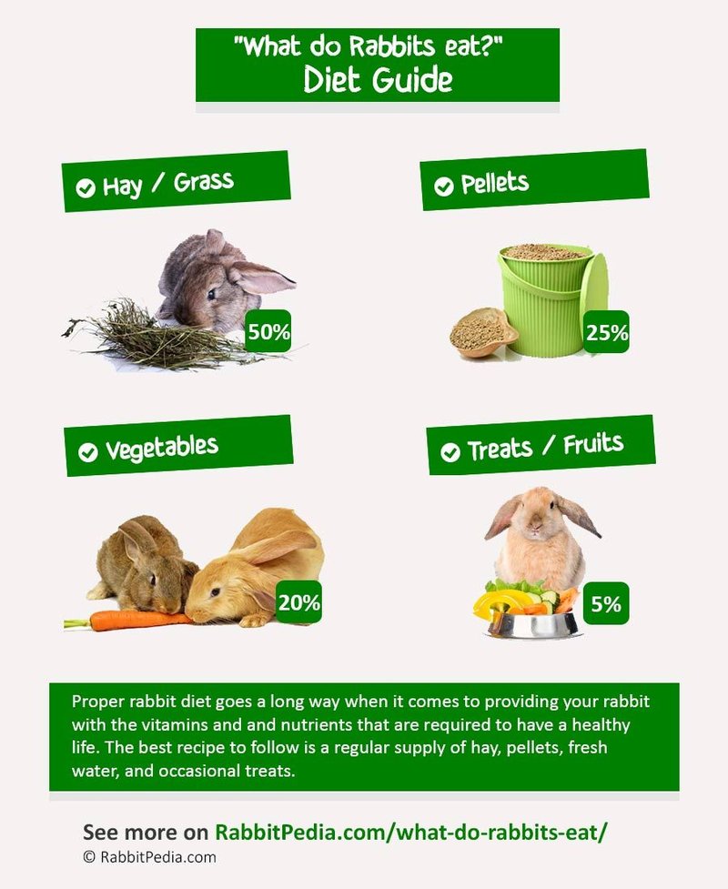 What Do Rabbits Eat? Diet, Treats, And Feeding Schedule