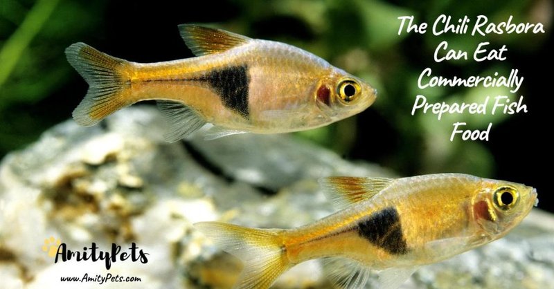 What Do Rasbora Eat? Feeding Schedule And Nutrition Tips